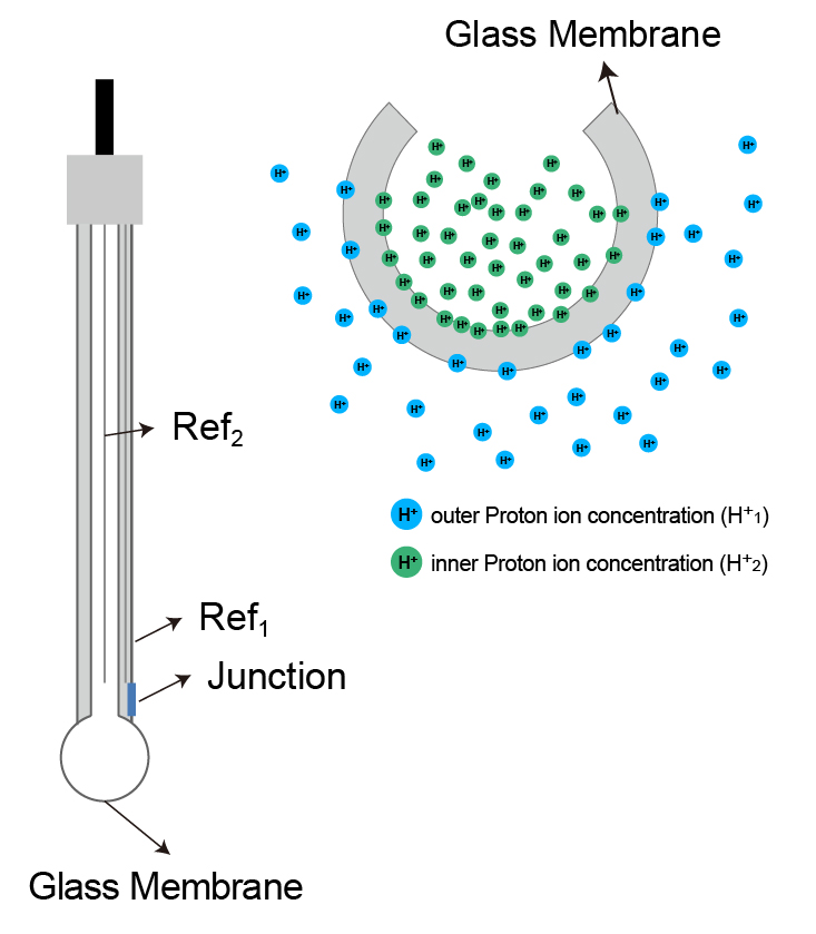 Working principle of pH electrode - potential difference generated by ion exchange inside and outside the glass membrane E1 & E2/calibration-free disposable micro pH electrode/Humming Probe - UltraE